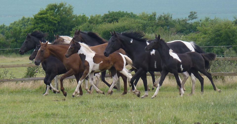 Paint Horses